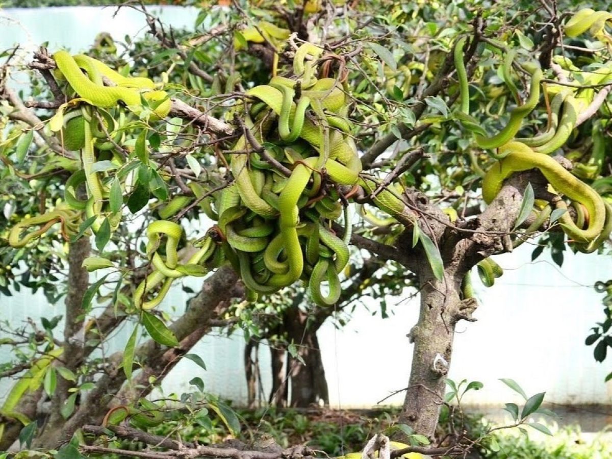 Day 2: Mekong Delta Excursion (B/L)