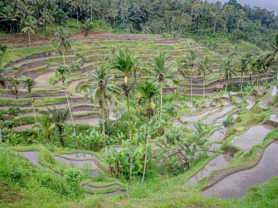 The Tegallalang rice terraces near Ubud, Bali