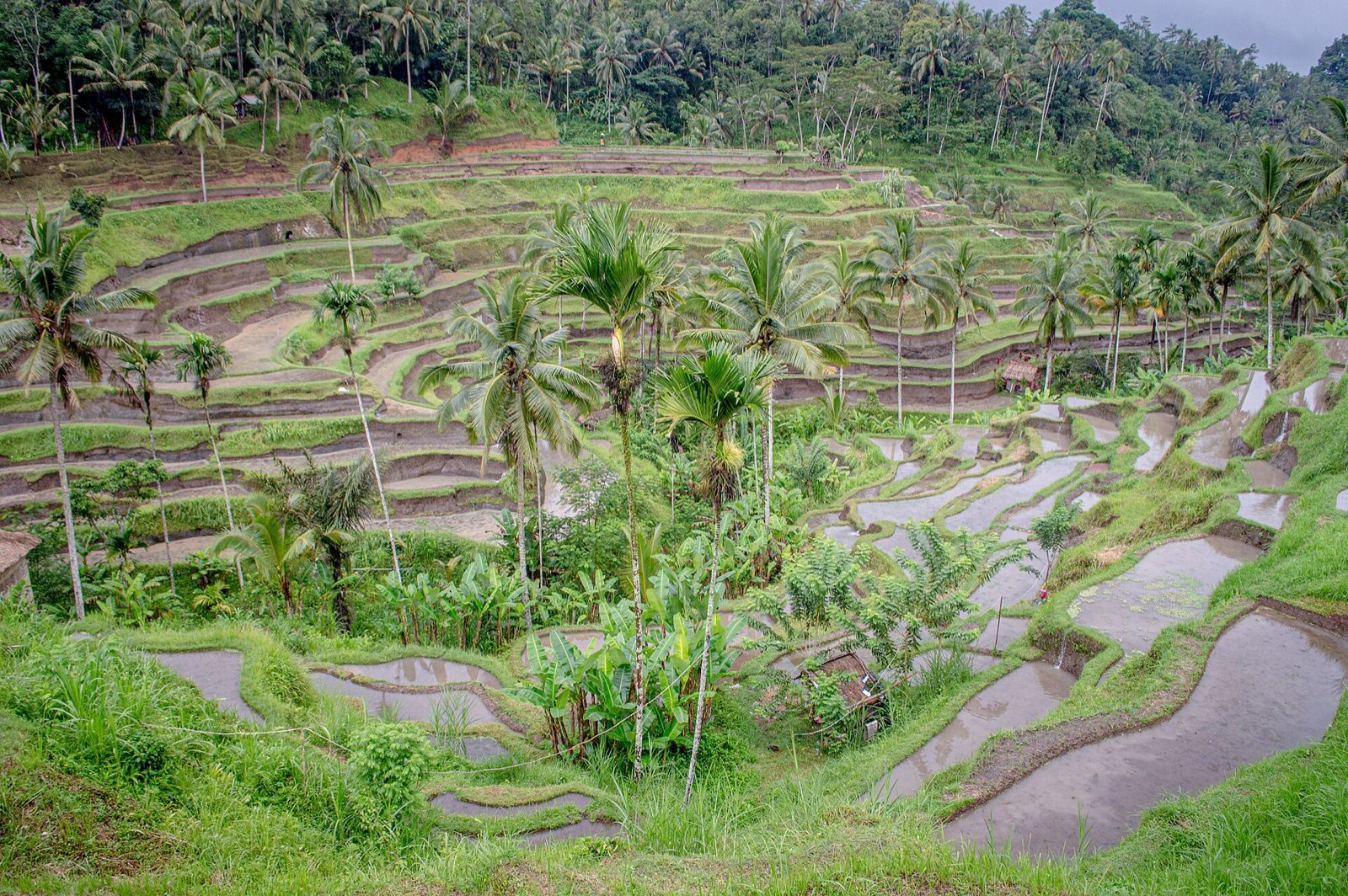 The Tegallalang rice terraces near Ubud, Bali