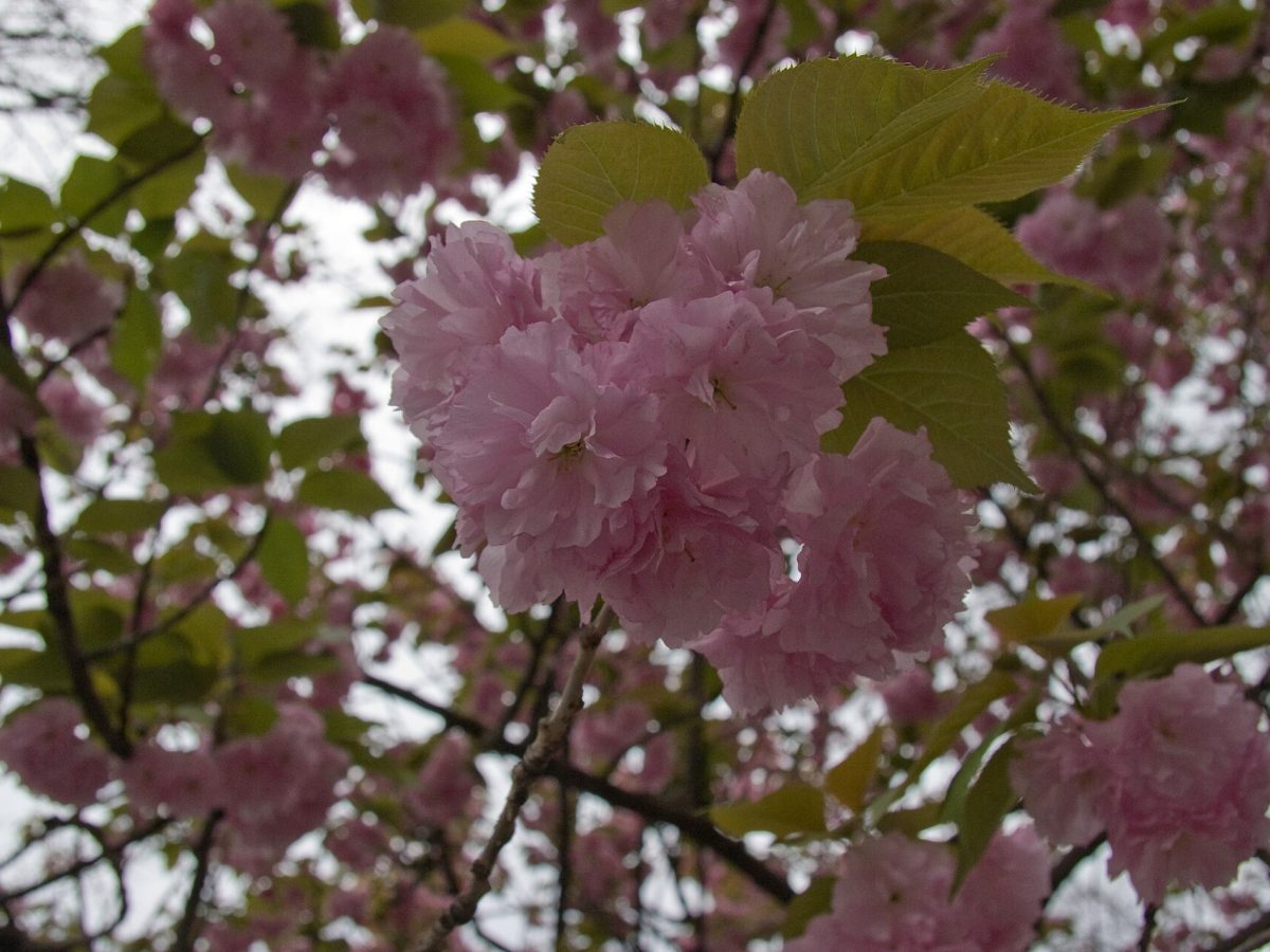 Ueno Park Cherry Blossoms