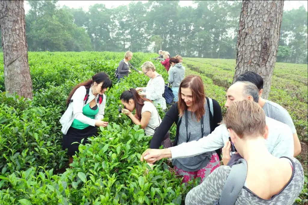 Day 4: A Day In Bavi Tea Farm (B/L)