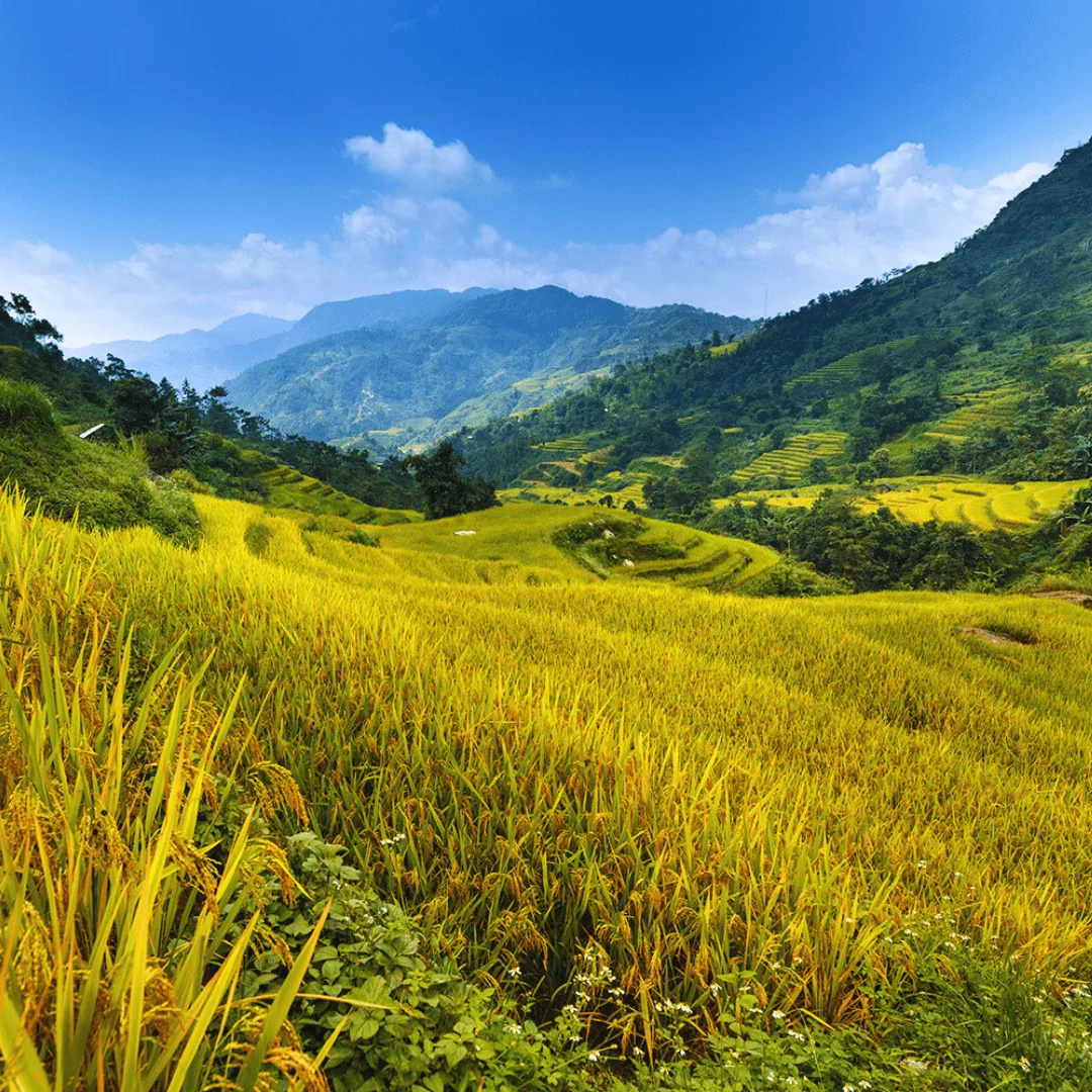 Northern Vietnam “Golden Season” Luxury Adventure