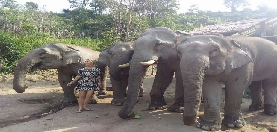 Visit-Elephant-Steps-Sanctuary