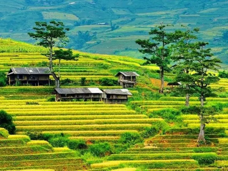 Mu Cang Chai