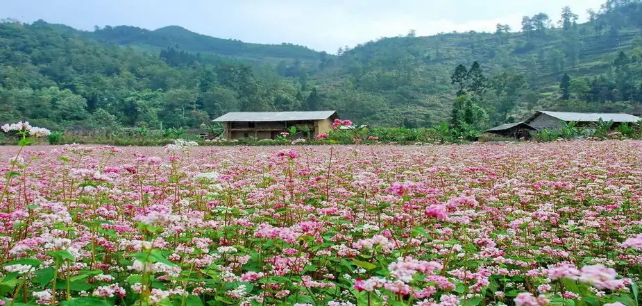 Triangle flowers in Ha Giang