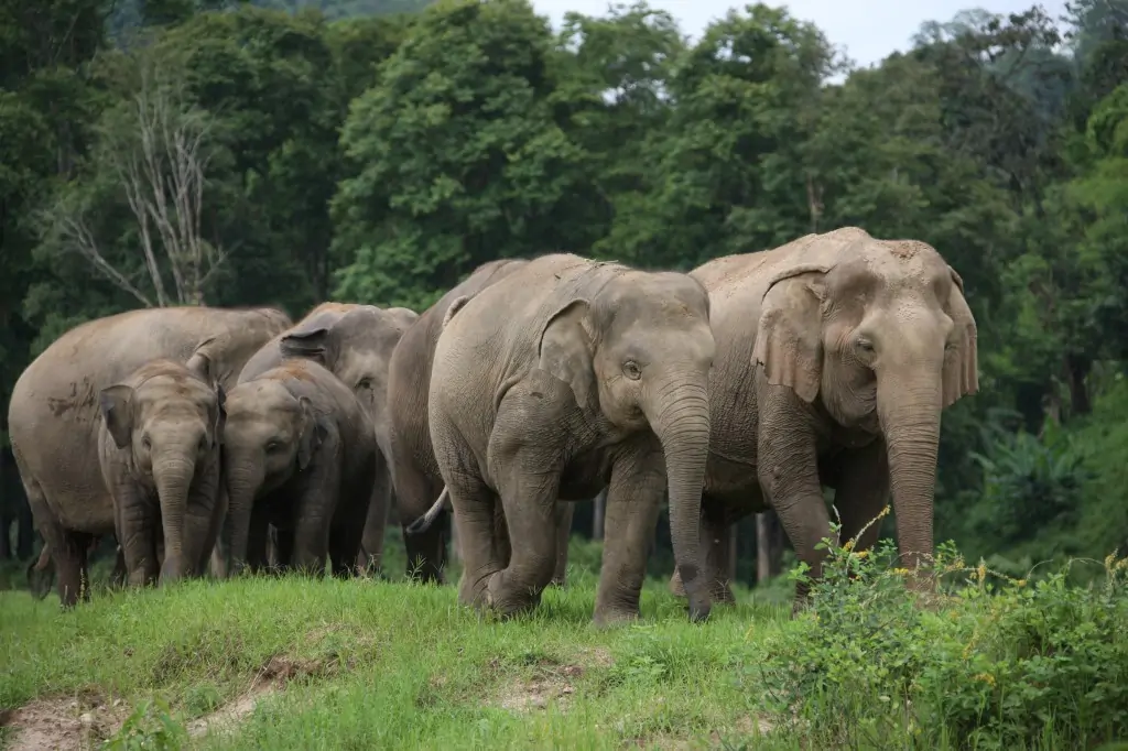 Chiang Rai Elephant Sanctuary – Best Ideal Destinations For A Day Trip 2023