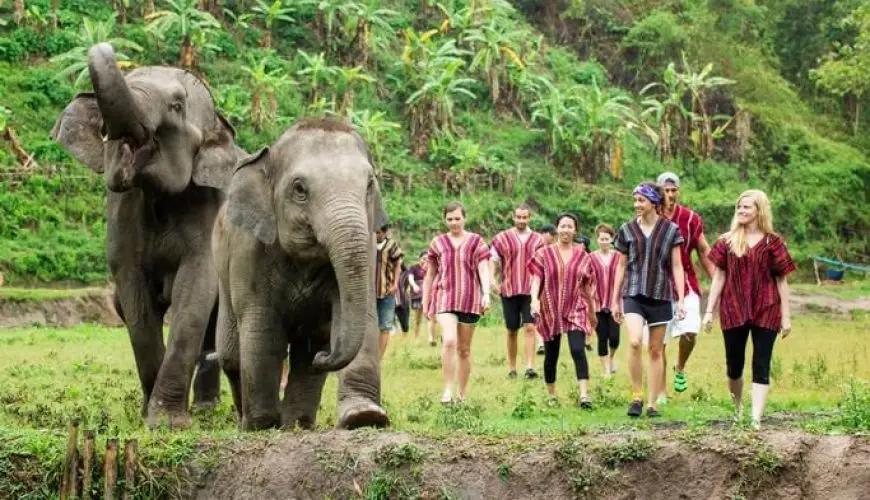 Elephant Nature Park In 2 Days